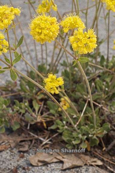 eriogonum umbellatum var furcosum 3 graphic